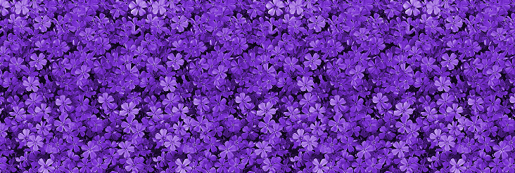 Purple Flower Banner.png