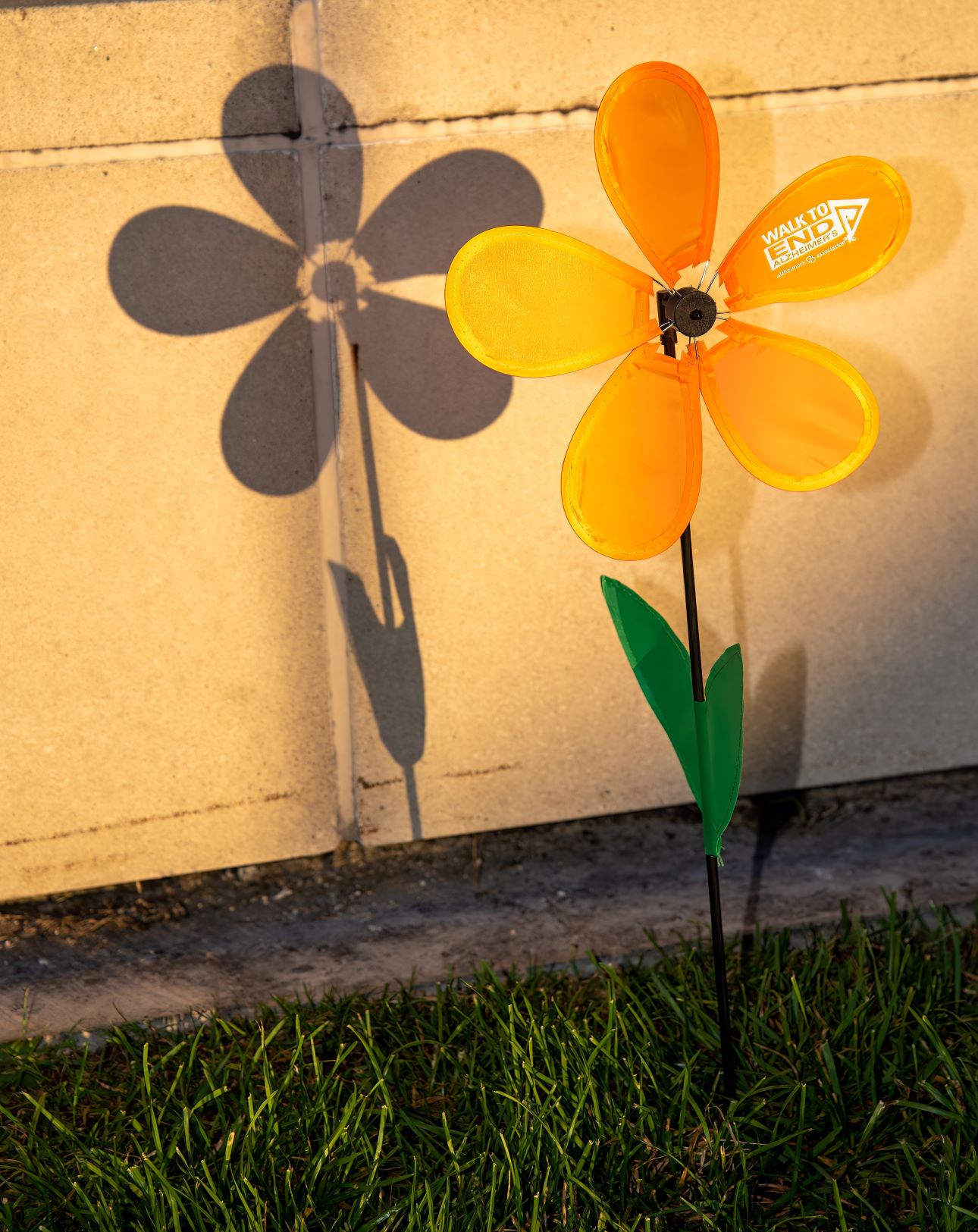 2022 orange flower with shadow