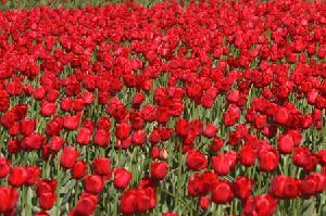 Red Tulips. Source: Rick Gordon